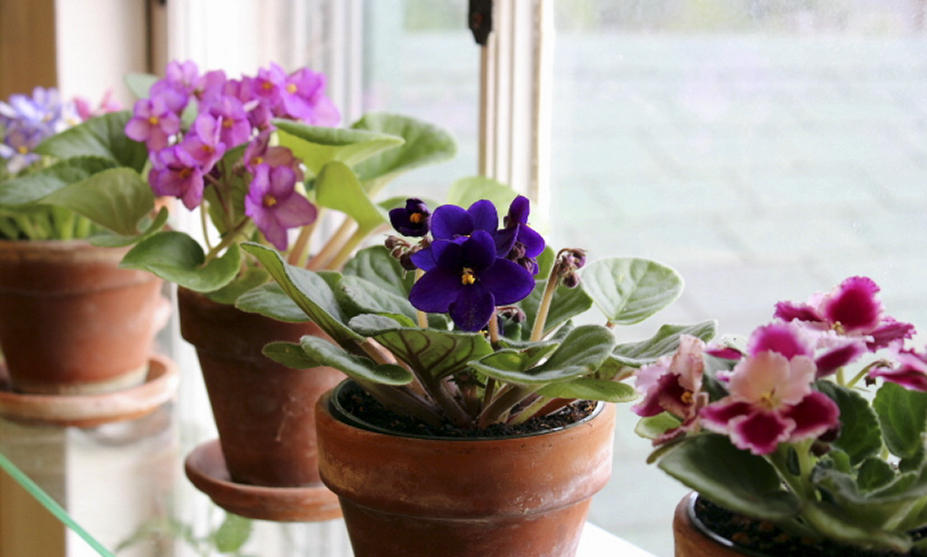 Top 10 Indoor Flowering Plants for Add Colors In Your Interiors